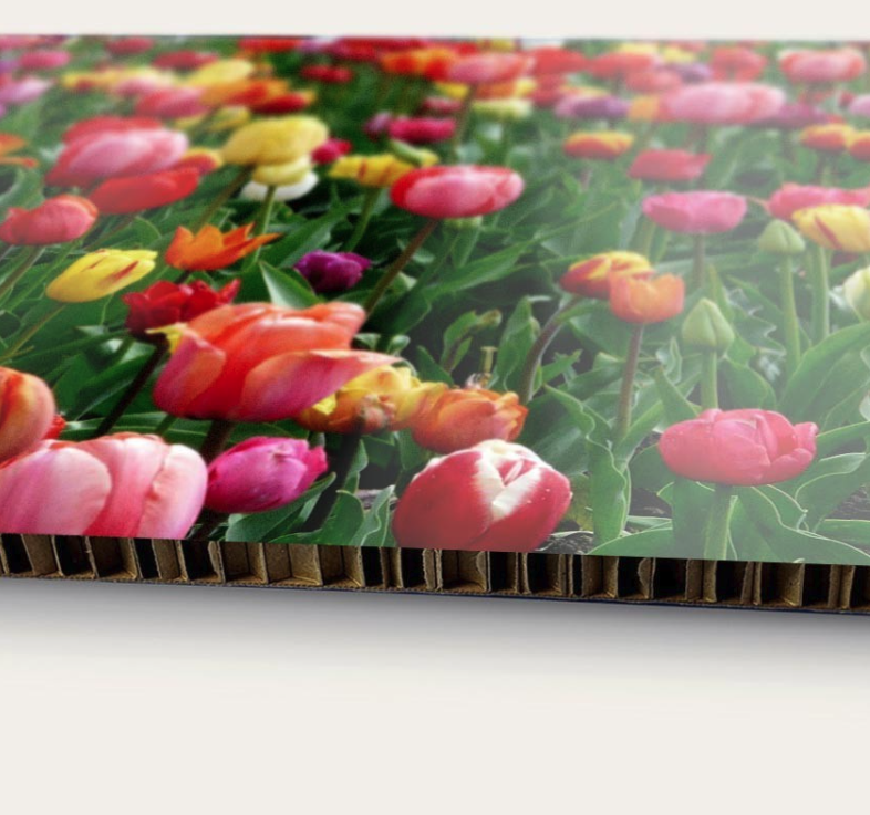 Detalle del núcleo en panal del cartón nido de abeja